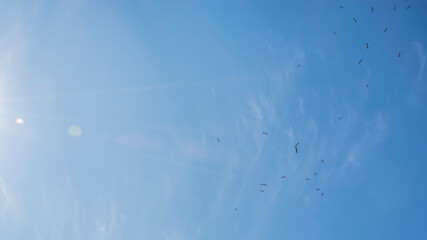 Sunny sky full of storks