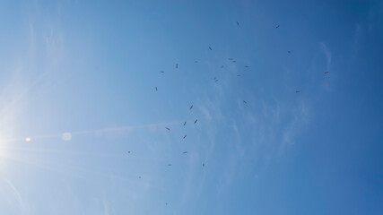 Sunny sky full of storks
