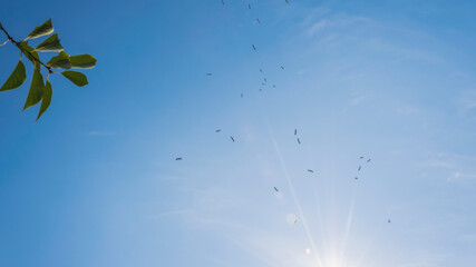 Sunny sky full of storks