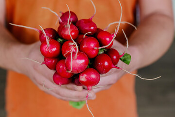 Organically grown French breakfast radish in gardeners hands, Freshly harvested