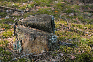 an old stump in the forest, surrounded by green moss