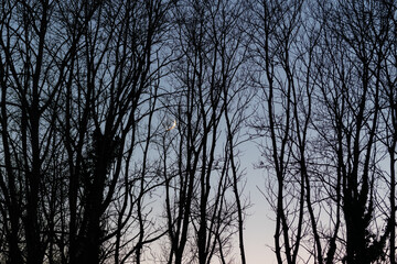 Landscape of trees silhouette against twilight sky with new moon