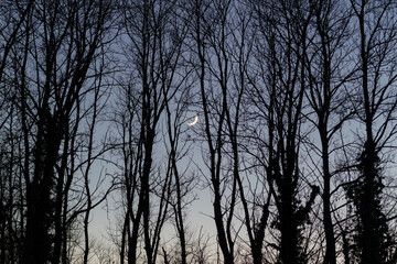 Landscape of trees silhouette against twilight sky with new moon