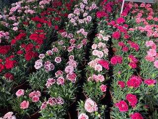 flowers in the garden