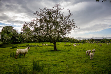 Obraz premium Troupeau de moutons sous un pommier dans un pâturage en Normandie