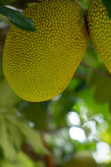 Close up view of artocarpus heterophyllus or widely known as jackfruit