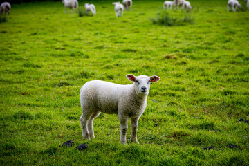Obraz premium Troupeau de moutons dans un pâturage en Normandie