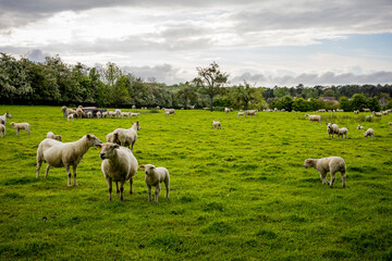 Obraz premium Troupeau de moutons dans un pâturage en Normandie
