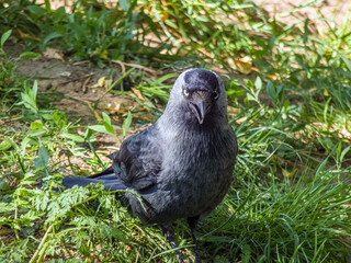 The western jackdaw (Coloeus monedula), bird walking in grass during summer sunny day