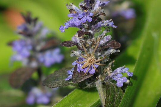 Eine Spinne sitzt auf einer Blume. Bild gestackt.