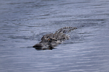 Alligator swimming toward viewer leaving trail in the water behind it.