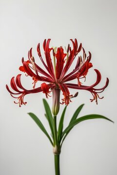 A sprig of red spider lily on a white background, Lycoris radiata