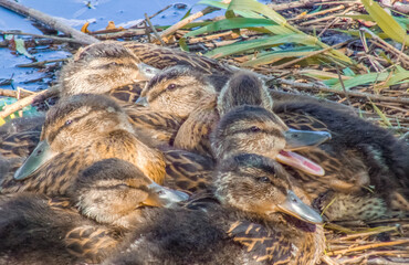 Ducklings relaxing on river's bank in sun ligh during sunny warm day, duck quacking