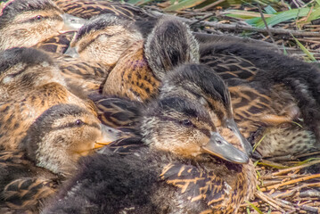 Ducklings relaxing on river's bank in sun ligh during sunny warm day
