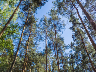 Fototapeta premium Pine forest, trees in sun light during warm sunny summer day