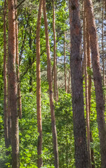 Pine forest, trees in sun light during warm sunny summer day