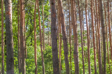 Fototapeta premium Pine forest, trees in sun light during warm sunny summer day