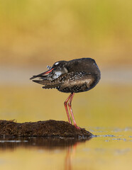 Spotted redshank (Tringa erythropus) preening feathers in the wetlands in summer.	
