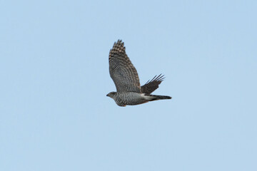 Northern goshawk (Accipiter gentilis) flying in the sky.