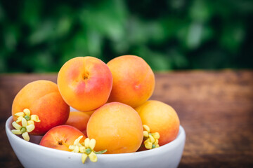 White ceramic bowl with ripe apricots on a wooden table in the garden