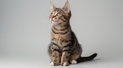 Obraz premium Studio portrait of a sitting tabby cat with striped fur, attentively looking upwards, isolated on a light background.