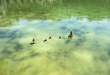 A duck with her chicks in a water pool in Barcelona.