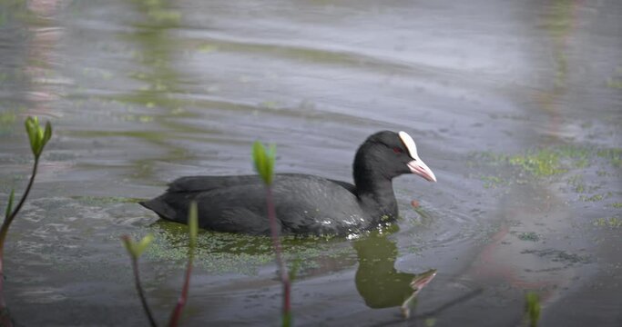 Eurasian coot (Fulica atra) swimming in a lake in spring, a black waterfowl with a white beak and red eyes. High quality 4K slow motion.