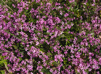 Obraz na płótnie Canvas Wild violet flowers in the forest