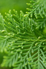 Close up view of green Thuja Standishii leaves