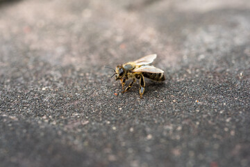 a bee on the ground