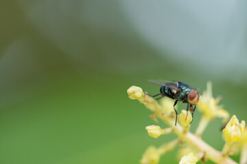Close up view of bluebottle fly