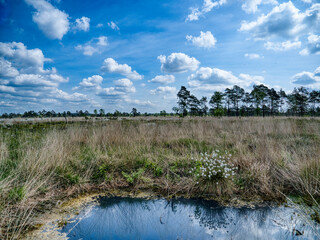 Feuchtgebiet-Landschaft
