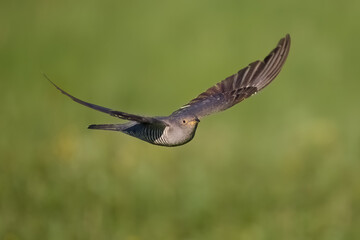 Common cuckoo (Cuculus canorus)