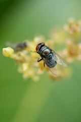 Close up view of bluebottle fly