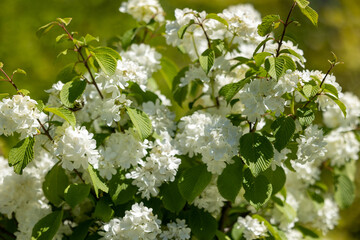 Plant blooming with white flowers