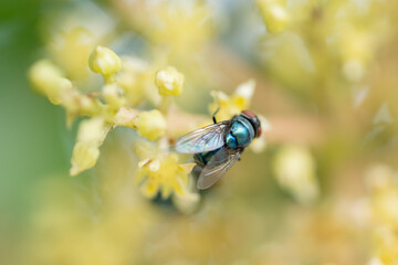 Close up view of bluebottle fly