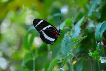 Weiß Schwarzer Schmetterling 