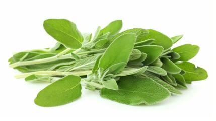 Obraz premium Fresh sage leaves. Isolated on white background.