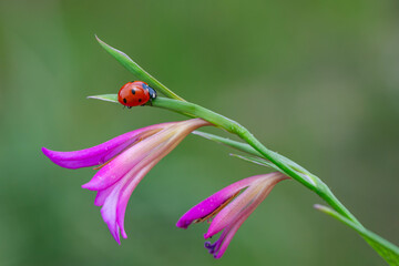 Macro shots, Beautiful nature scene.  Beautiful ladybug on leaf defocused background