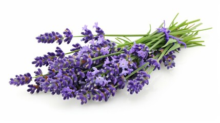 A beautiful bouquet of lavender flowers isolated on a white background.