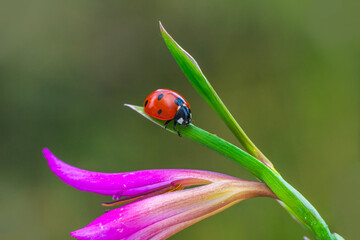 Macro shots, Beautiful nature scene.  Beautiful ladybug on leaf defocused background