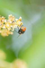 Close up view of bluebottle fly