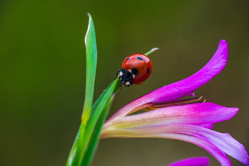 Macro shots, Beautiful nature scene.  Beautiful ladybug on leaf defocused background