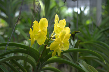 Beautiful and colorful yellow Orchid flower (Family Orchidaceae), Thailand