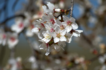 Beautiful and colorful white Japanese Cherry flowers (Prunus serrulata), Spain