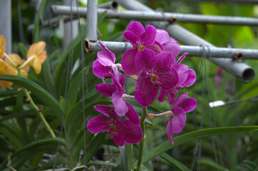 Beautiful and colorful purple / violet Orchid flower (Family Orchidaceae), Thailand
