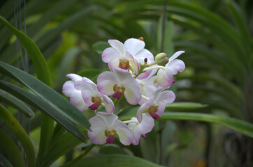 Beautiful and colorful white / purple / violet Orchid flower (Family Orchidaceae), Thailand