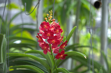Beautiful and colorful red / pink Orchid flower (Family Orchidaceae), Thailand