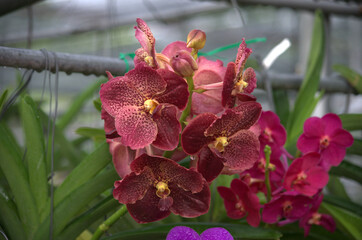 Beautiful and colorful pink / purple Orchid flower (Family Orchidaceae), Thailand