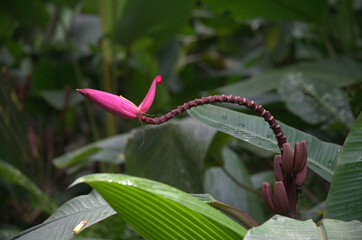 Wild beautiful and colorful Pink Banana flower (Musa velutina) in the rainforest of Costa Rica